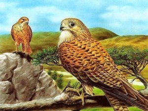 Bird of Prey Photo Slider
